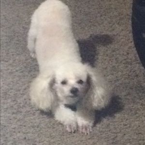 Meet your Posher, Angela